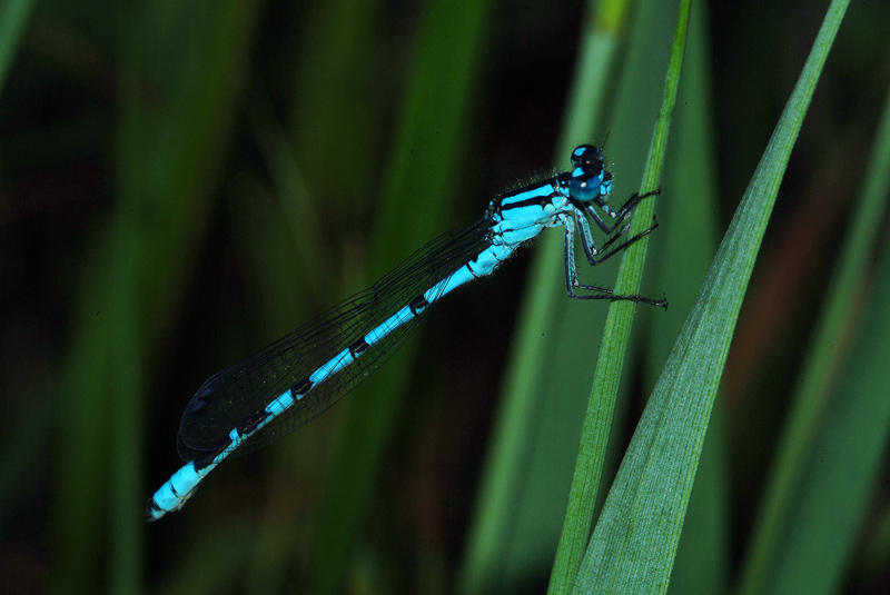 Libellula di Ortanella (LC)